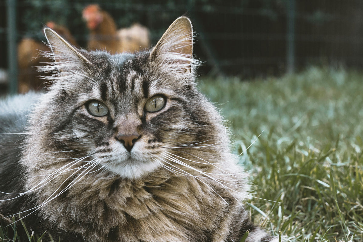 Maine Coon allongé dans l’herbe — photo Elsa Noblet, Unsplash