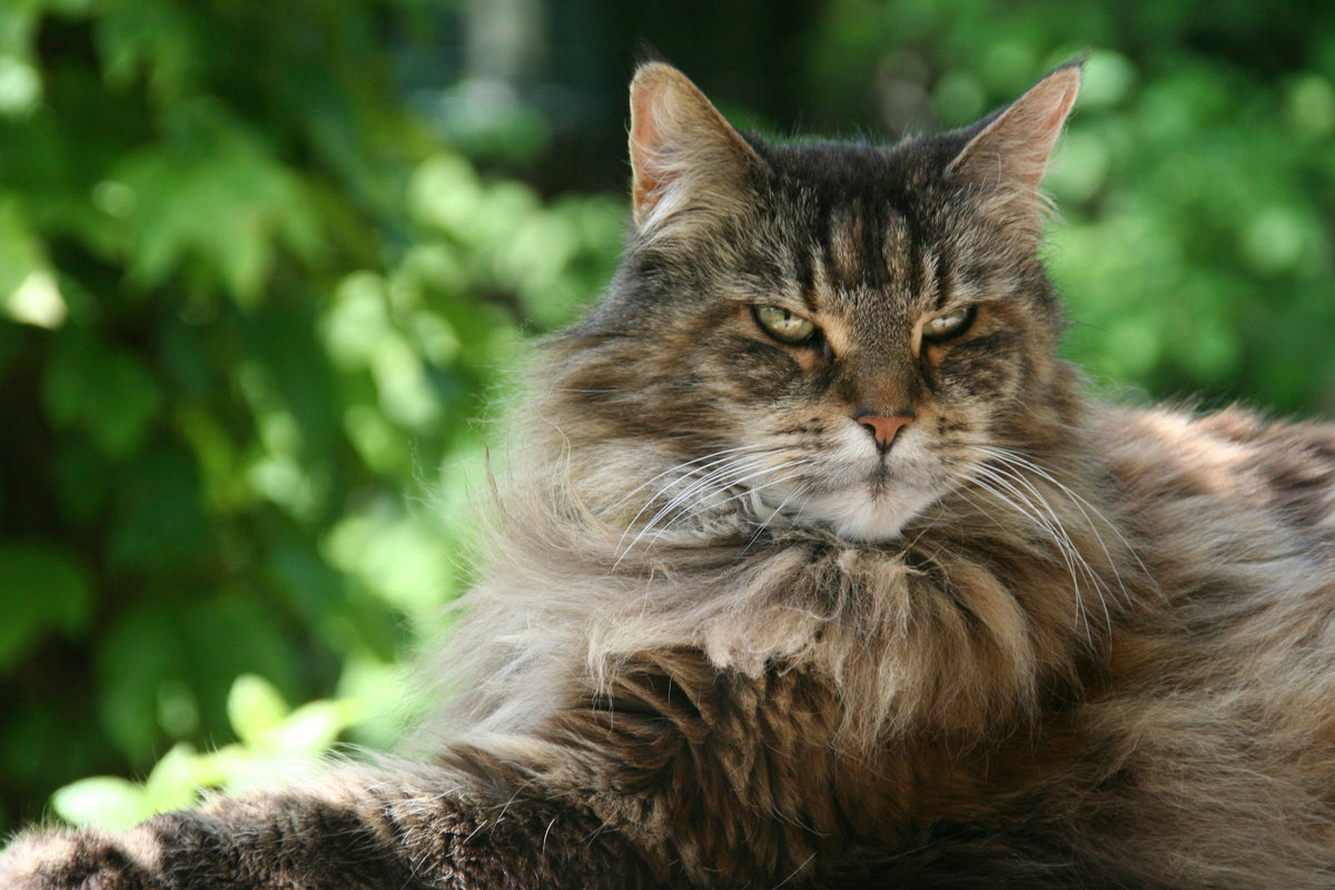 Maine Coon à la fourrure majestueuse dans un jardin — photo Bee Felten-Leidel, Unsplash