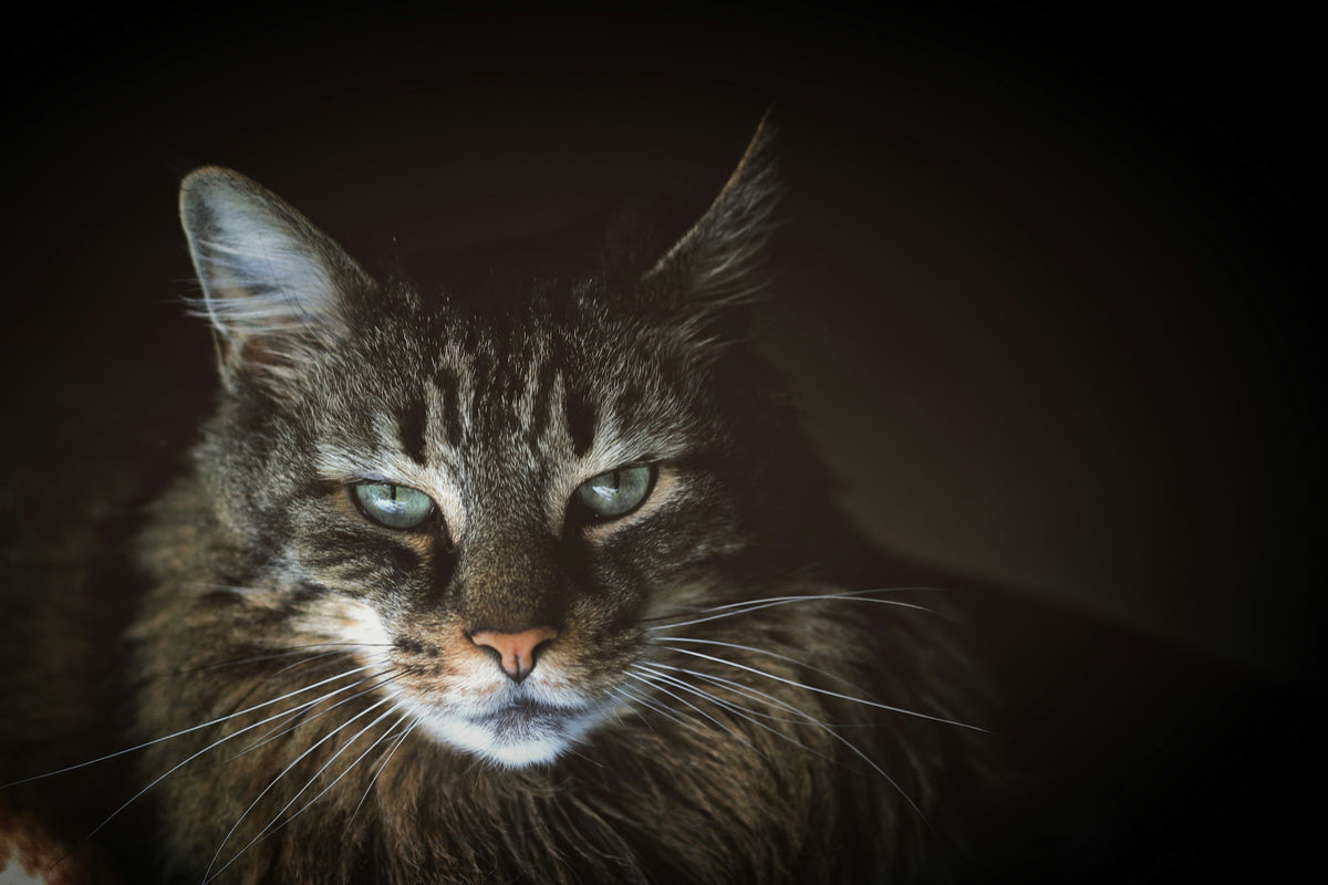 Portrait de Maine Coon au regard intense — photo Tyler Rutherford, Unsplash